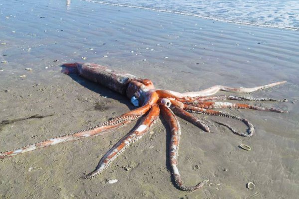 Кракен ссылка kraken